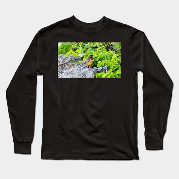 A Young Juvenile American Robin Standing On A Rock Long Sleeve T-Shirt by BackyardBirder